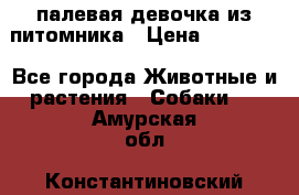 палевая девочка из питомника › Цена ­ 40 000 - Все города Животные и растения » Собаки   . Амурская обл.,Константиновский р-н